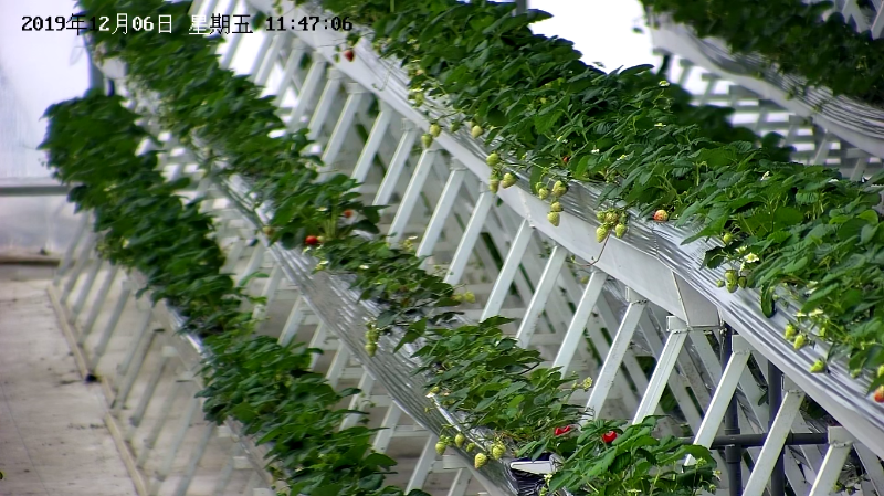 草莓園視頻監控安裝