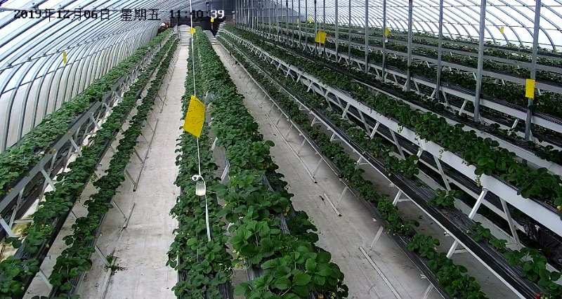 草莓園視頻監控安裝