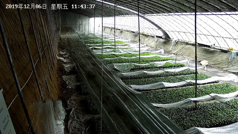草莓園視頻監控安裝